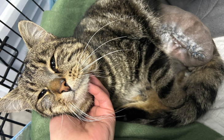 Młody mężczyzna z kapturem, patrzy w obiektyw.