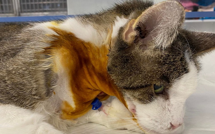 Zbiórka Operacja staruszka Bodzia - zdjęcie główne