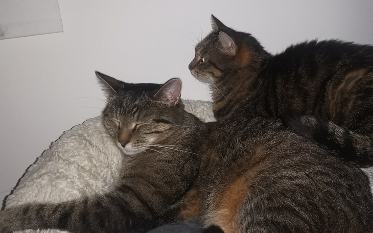 Zbiórka Na leczenie zębów kotka - zdjęcie główne