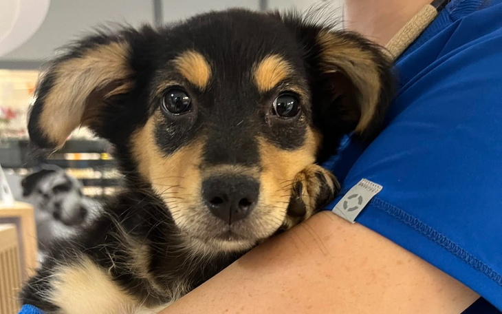 Słodki szczeniak w ramionach, z dużymi oczami.