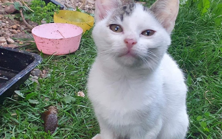 Zbiórka Dla stada kotów na jedzonko - zdjęcie główne