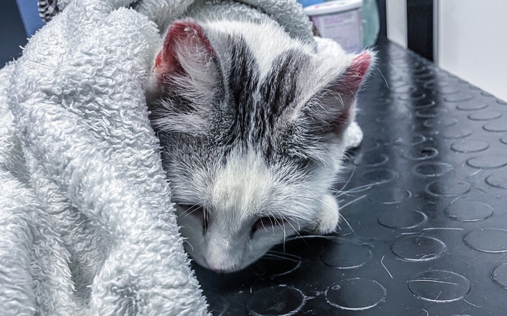 Zbiórka Biedna Gryzia prosi o ratunek - zdjęcie główne