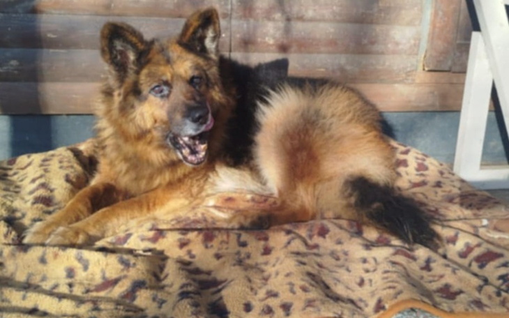 Owczarek niemiecki leżący na kocu, uśmiechający się do kamery.