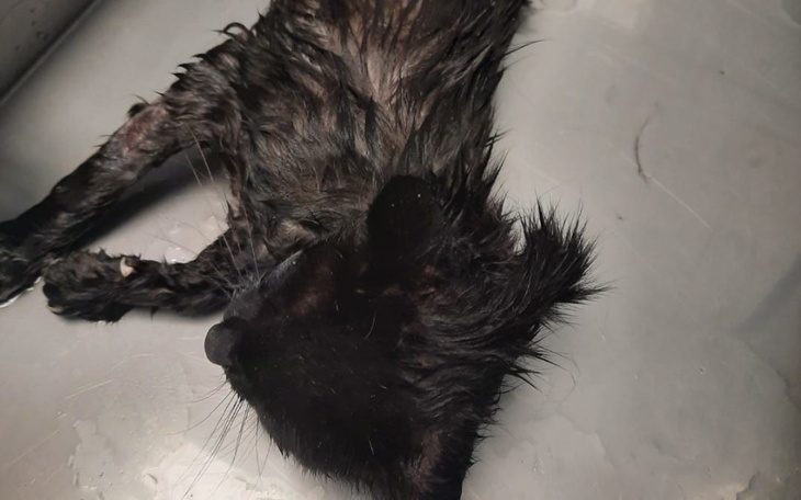 Zbiórka Pomoc przyszła za póżno - zdjęcie główne