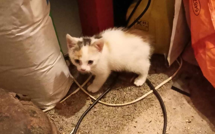 Zbiórka Na transport 4 samic i kociaka - zdjęcie główne