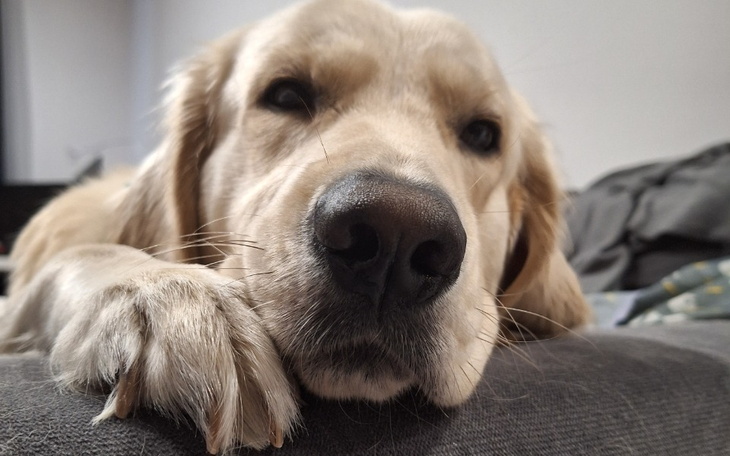 Zbiórka Uratuj Niko - zdjęcie główne