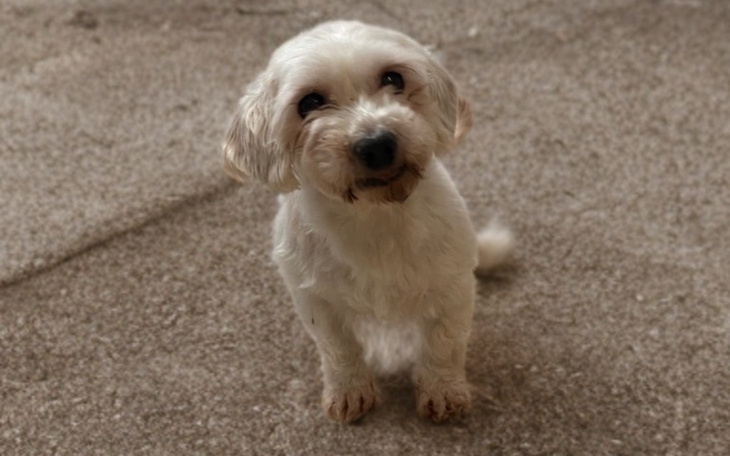 Mały, uśmiechnięty piesek siedzący na podłodze.