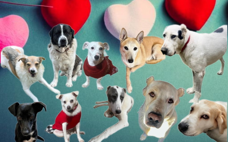 Zbiórka Walentynki w Azylu - zdjęcie główne