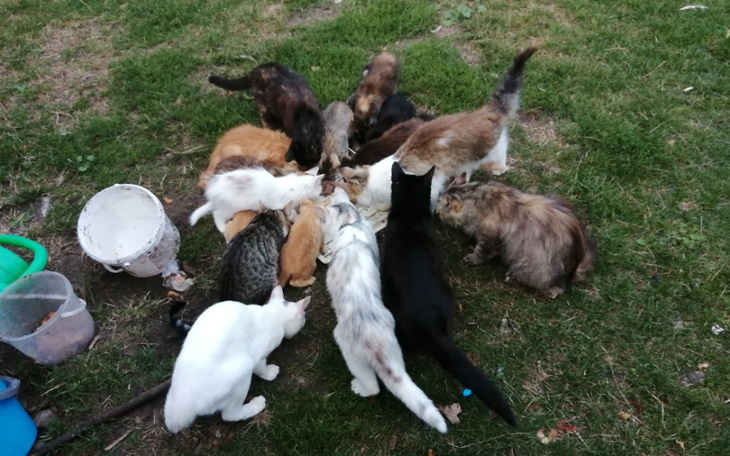 Grupa kotów jedzących razem na trawie.