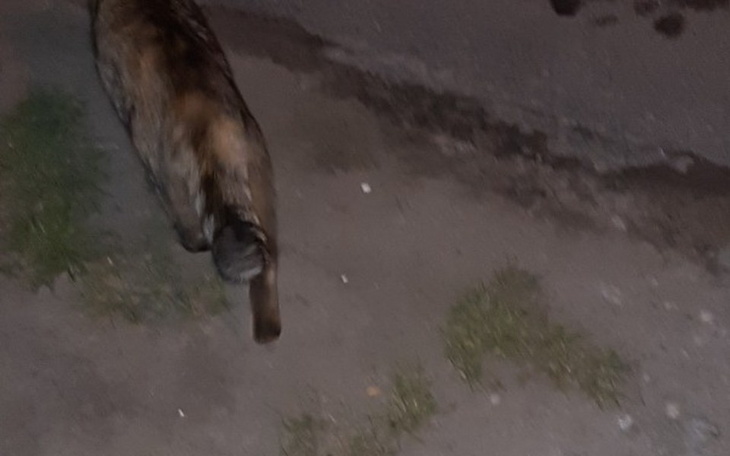 Zbiórka Operacja Luckiego - zdjęcie główne