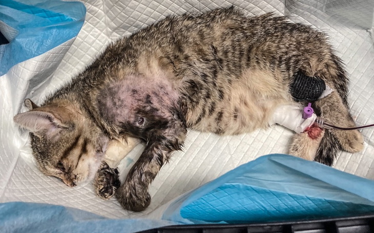 Kot owinięty w koc, odpoczywający na kanapie.