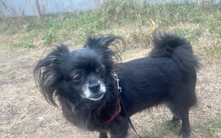 Mały czarny piesek na tle trawy, z wyrazem ciekawości.