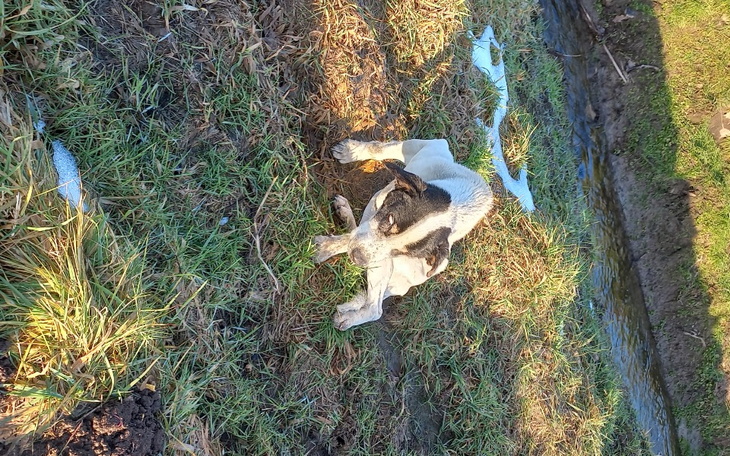 Zbiórka Ratujmy Eugeniusza - zdjęcie główne