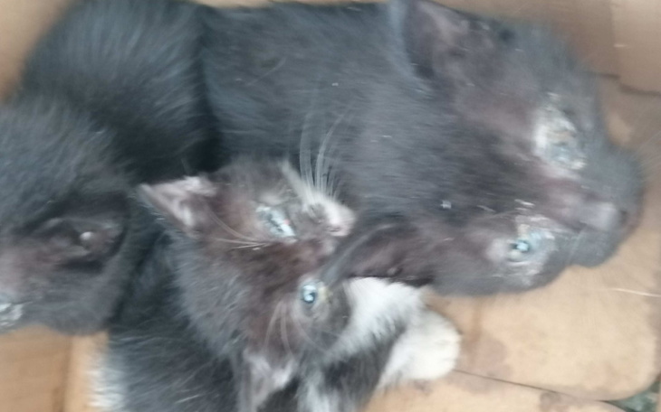 Zbiórka Sierotki z kartonu - zdjęcie główne