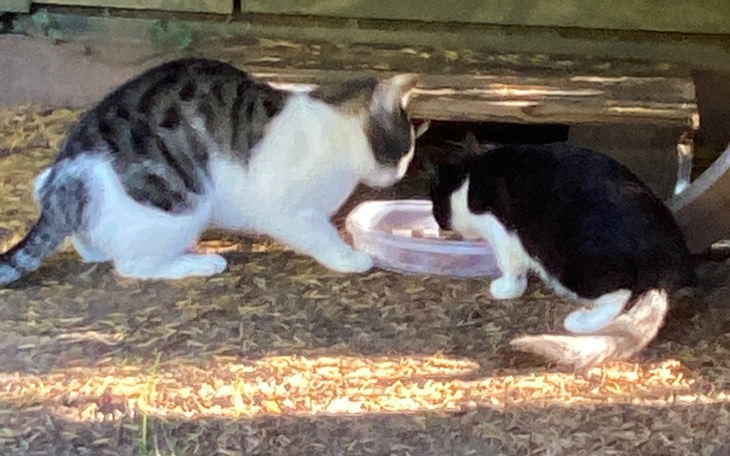 Zbiórka Koty -działki ROD Trzy nurty - zdjęcie główne