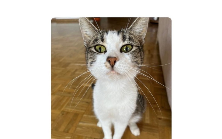 Zbiórka Lucuś chory na FIP - zdjęcie główne