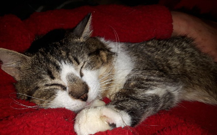 Zbiórka Leczenie dzielnego Portosa- fiv+ - zdjęcie główne