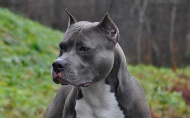 Zbiórka Zbieram na wymarzonego psiaka - zdjęcie główne