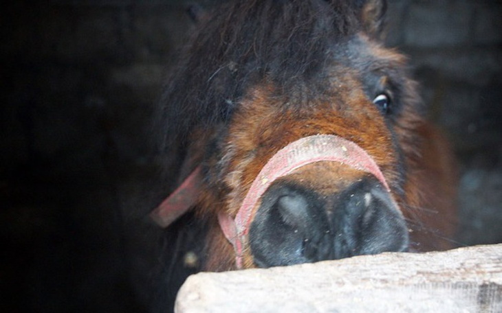 Zbiórka Perun nie chce umierać... - zdjęcie główne