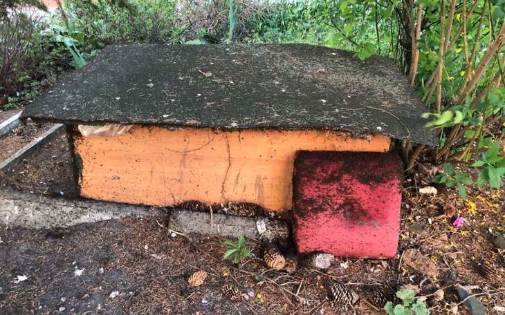 Zbiórka Cegiełka na kocie osiedle - zdjęcie główne