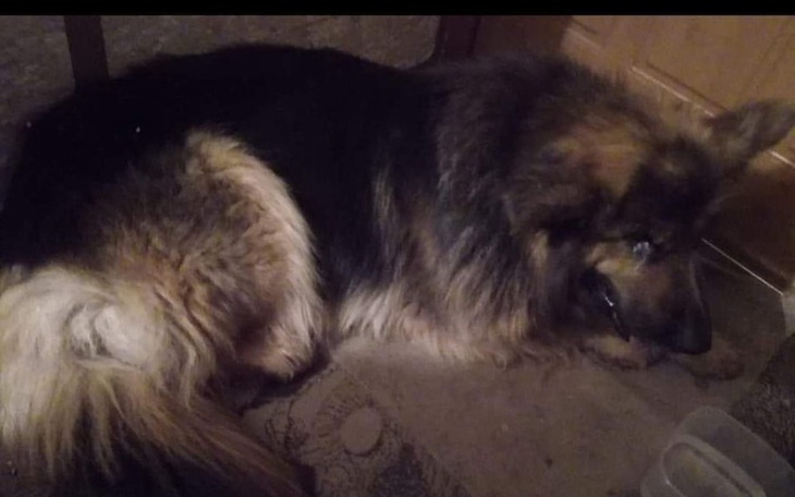 Zbiórka Bezdomność z kleszczami - zdjęcie główne