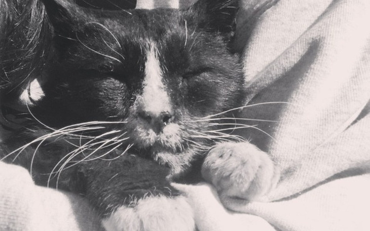 Kot śpiący w ramionach, z zamkniętymi oczami.