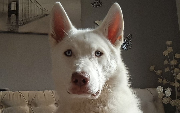 Biały pies z niebieskimi oczami, patrzy na kamerę z powagą.