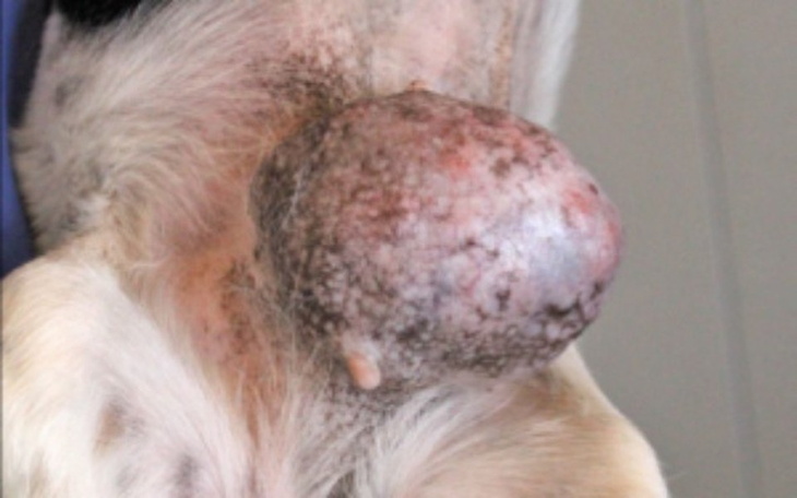 Zbiórka Na Fione - zdjęcie główne