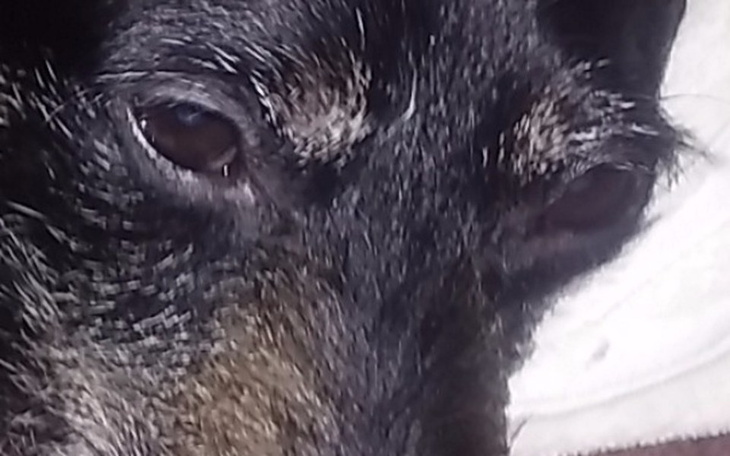 Zbiórka Na usuniecie guza mojego psa - zdjęcie główne