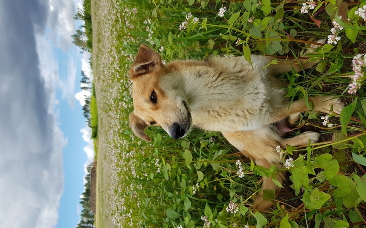 Zbiórka Operacja Lisy - zdjęcie główne