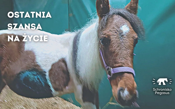 Zbiórka Ostatnia szansa dla źrebaczki - zdjęcie główne