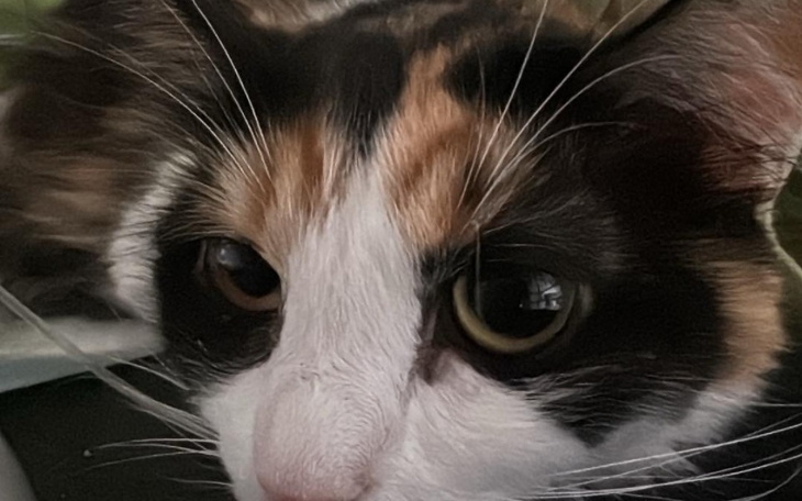 Zbliżenie na kota z charakterystycznym umaszczeniem.