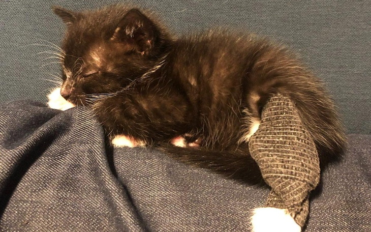 Zbiórka Feliś walczy o życie - zdjęcie główne