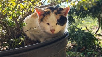 Zbiórka Życie Meli bez bólu - miniaturka zdjęcia