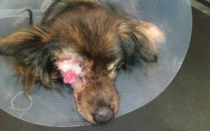 Zbiórka Dla Nerusia - zdjęcie główne