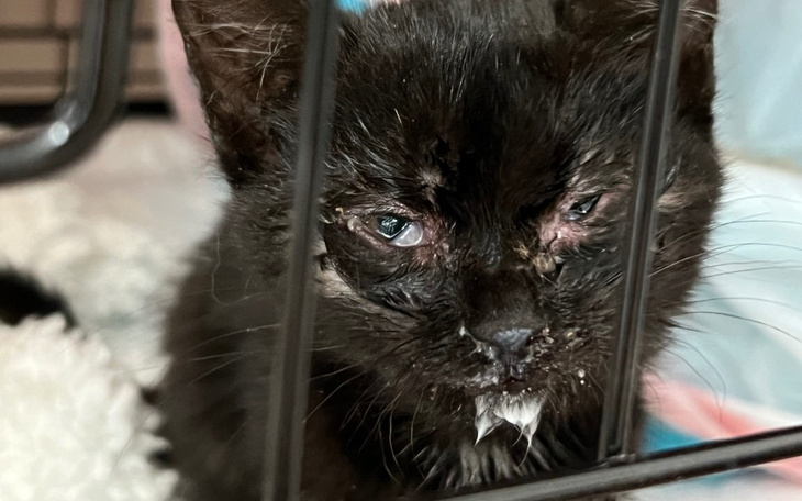 Zbiórka Ratujemy chore kocie maluchy - zdjęcie główne
