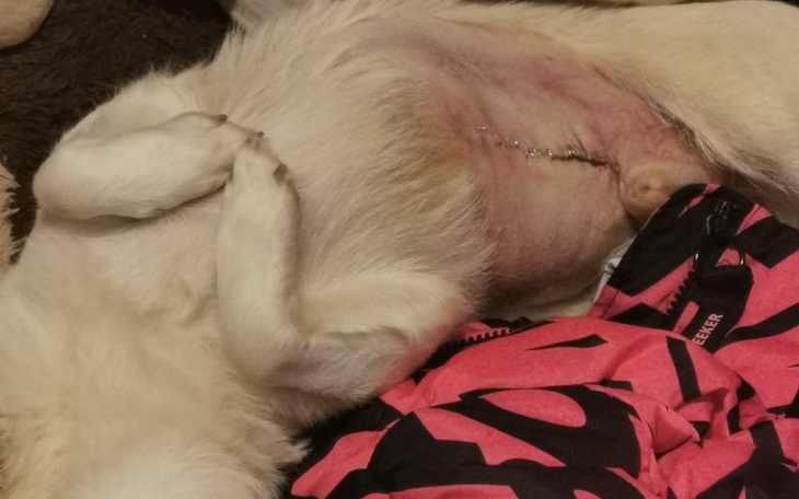 Zbiórka Pomoc dla Pioruna - zdjęcie główne