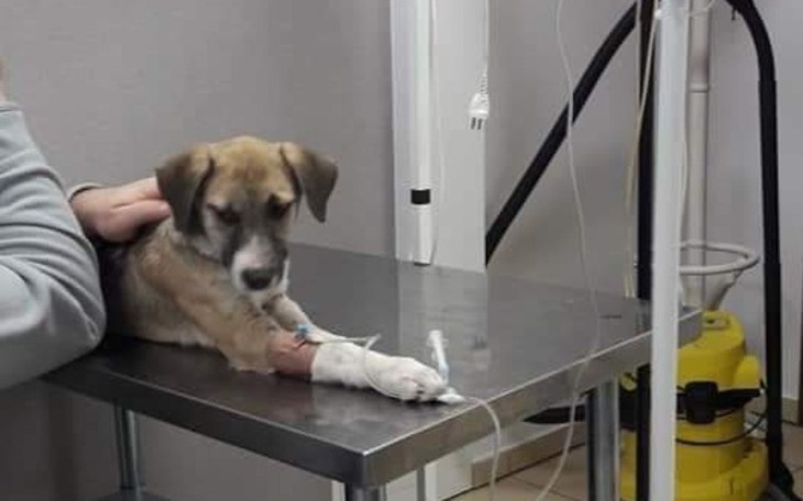 Zbiórka Na leczenie Tuli, faktura od wet - zdjęcie główne