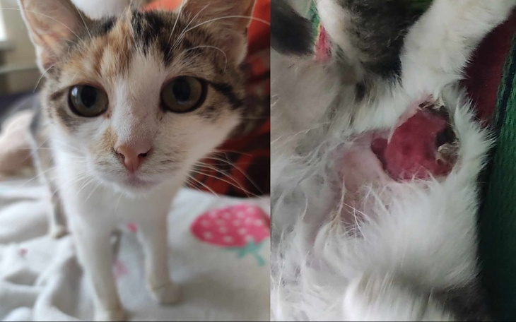 Kotka z blizną, patrząca w obiektyw, na tle kolorowego koca.