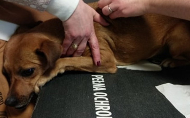 Zbiórka Bajka prosi o pomoc w leczeniu - zdjęcie główne