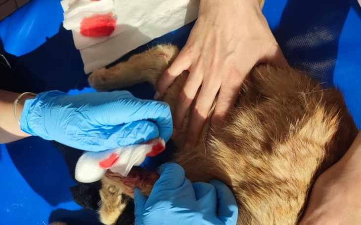 Zbiórka Uratujmy nóżkę Jacusia - zdjęcie główne