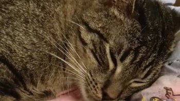 Zbiórka Chory Ptyś - miniaturka zdjęcia