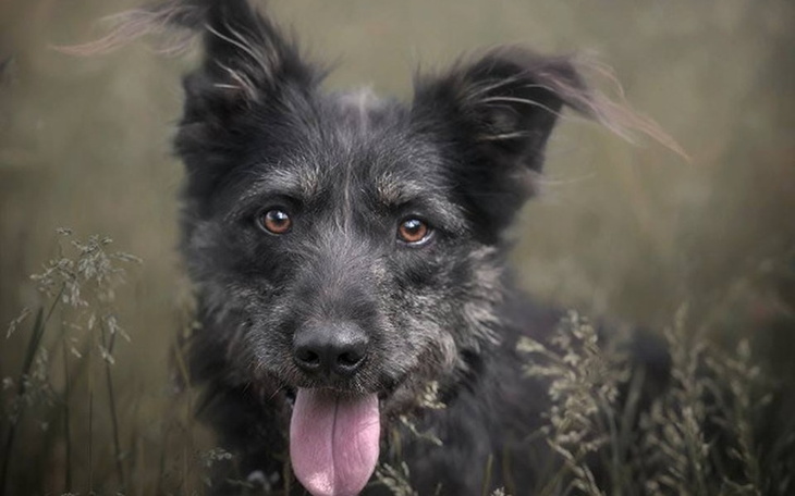 Zbiórka Leczenie Paco - zdjęcie główne