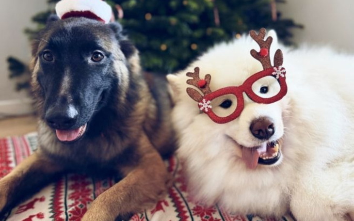 Dwa psy w świątecznych akcesoriach, uśmiechnięte na tle choinki.