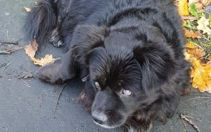 Zbiórka Niewidomy psi staruszek w lesie - zdjęcie główne