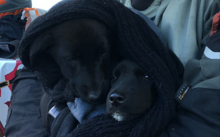 Zbiórka Szczeniaki walczą o życie - zdjęcie główne