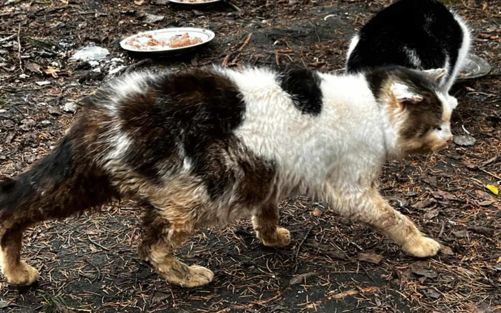 Zbiórka Na ratunek dla działkowego kotka - zdjęcie główne