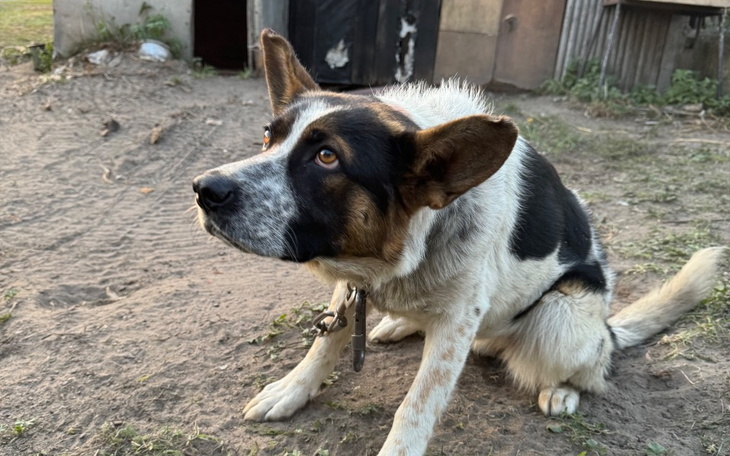 Zbiórka Nowe życie Saby - zdjęcie główne