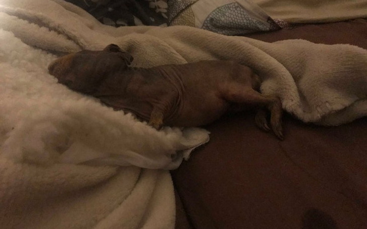 Mały piesek w pozycji leżącej na kocu, wygląda na zrelaksowanego.