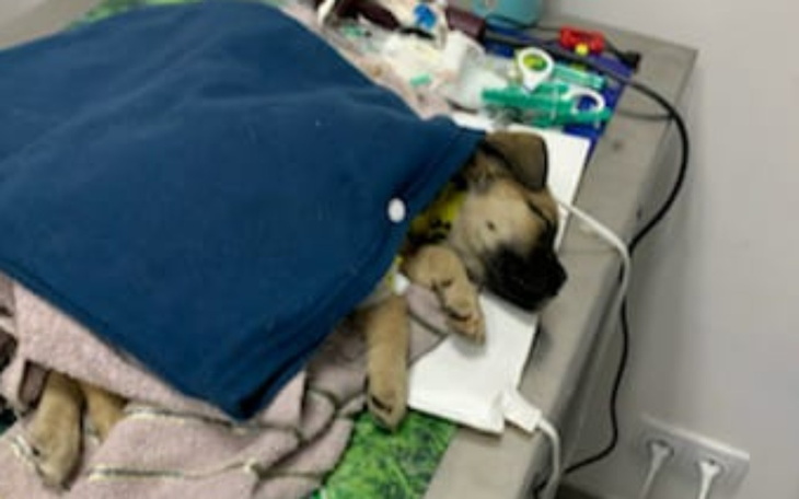 Zbiórka Leczenie małej luny - zdjęcie główne